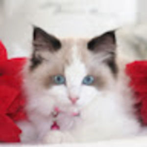 Meet your Posher, Marion